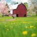homestead barn in spring