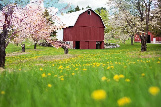 homestead barn in spring