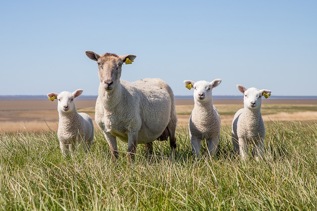 sheep farming in Nevada