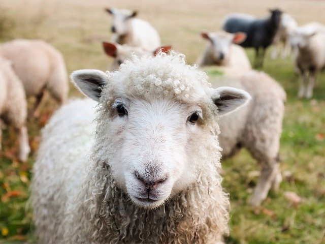 close up of sheep on farm